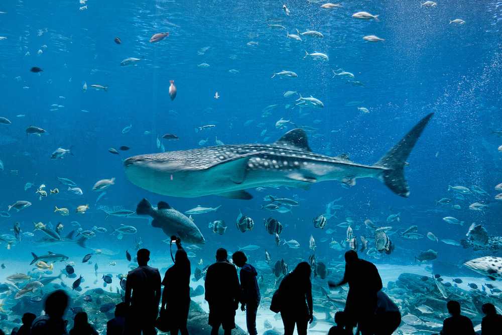 A whale shark swims past as onlookers watch.